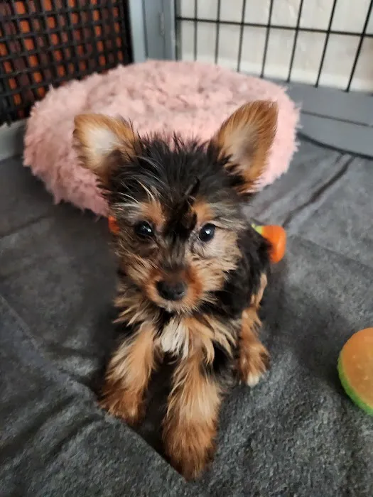 Puppy Town Picture 9