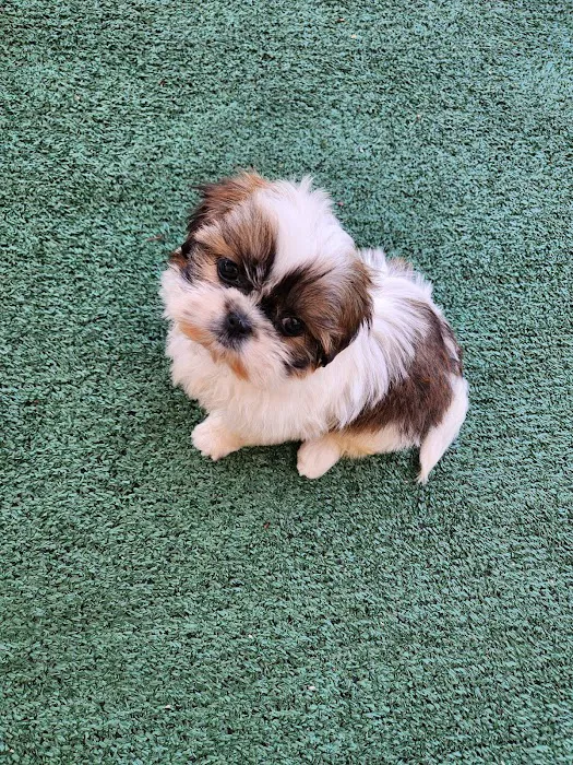 Puppy Town Picture 10