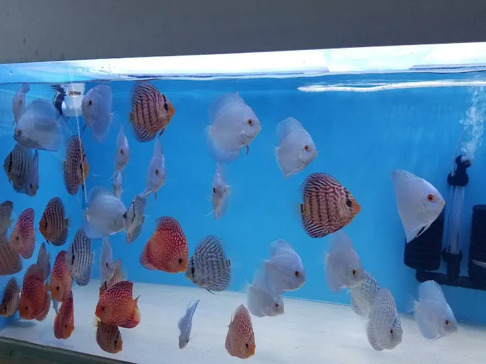 Mike & Miguel's Fish and Plant Store Picture 8