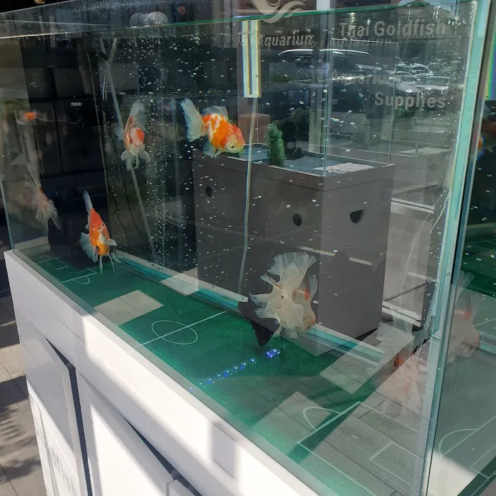 J&Y Aquarium Picture 3