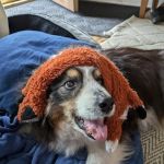 Our House Call Vet (Veterinarian)