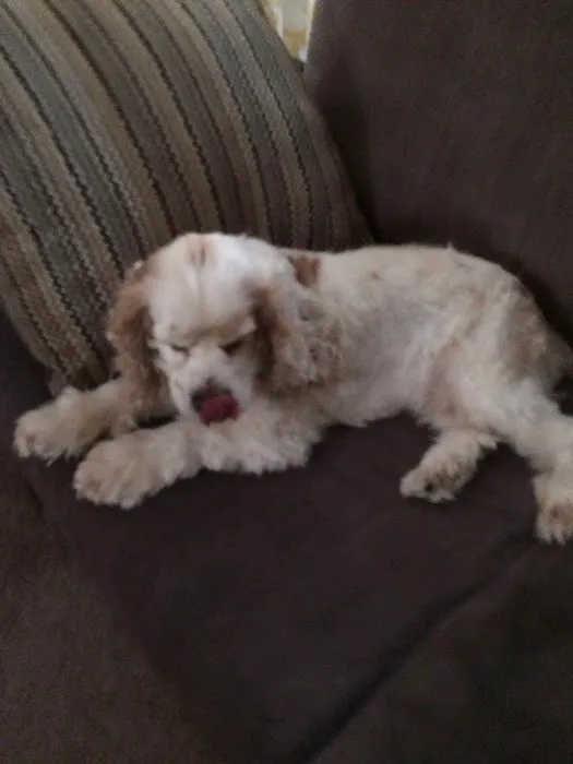 Our House Call Vet (Veterinarian) Picture 9