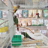 Xtreme Mundial Birds ico
