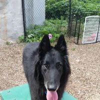 VCA Ridgewood Veterinary Hospital ico