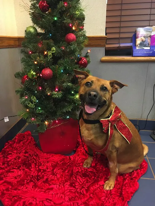 VCA Ridgewood Veterinary Hospital Picture 9