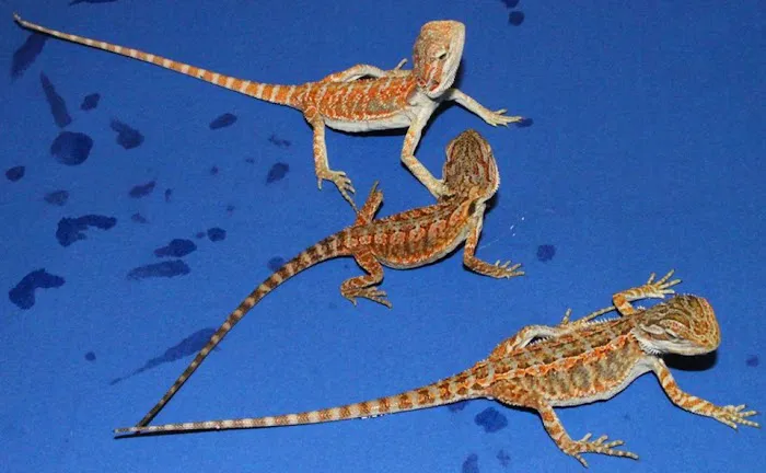 Wild Things Picture 10