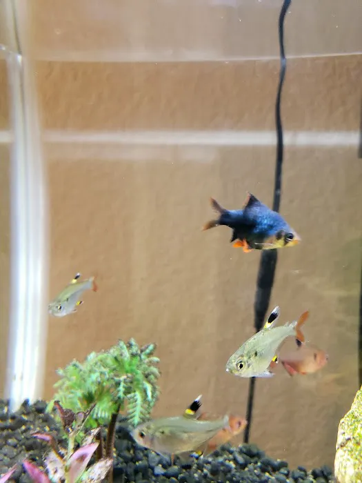 Trop Aquarium Picture 7