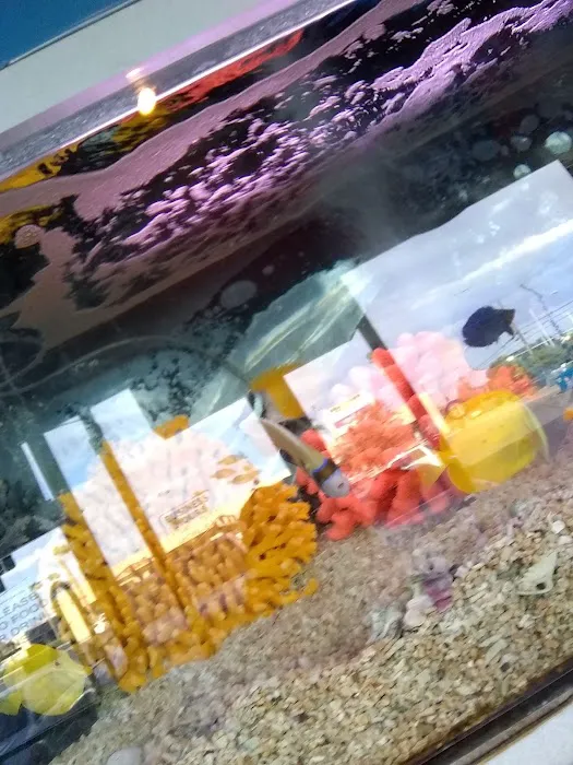 Trop Aquarium Picture 8