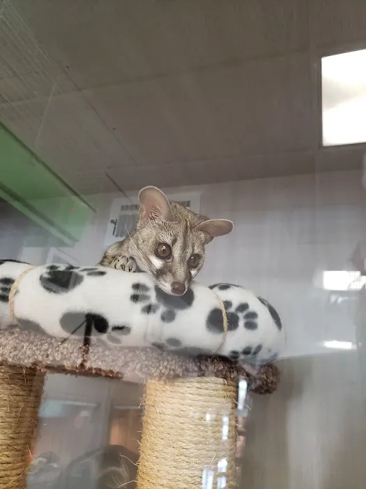 Pet Kingdom Picture 4