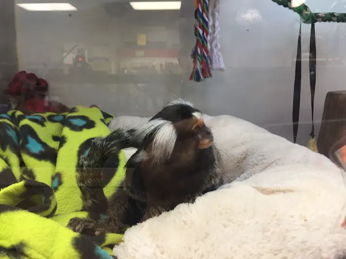 Pet Kingdom Picture 1