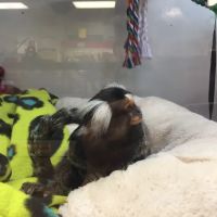 Pet Kingdom ico