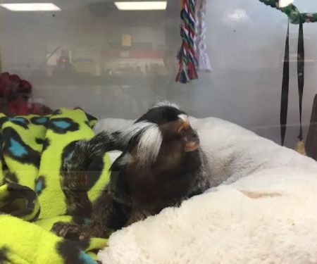 Pet Kingdom