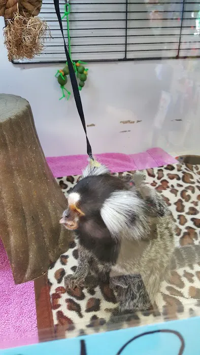 Pet Kingdom Picture 9