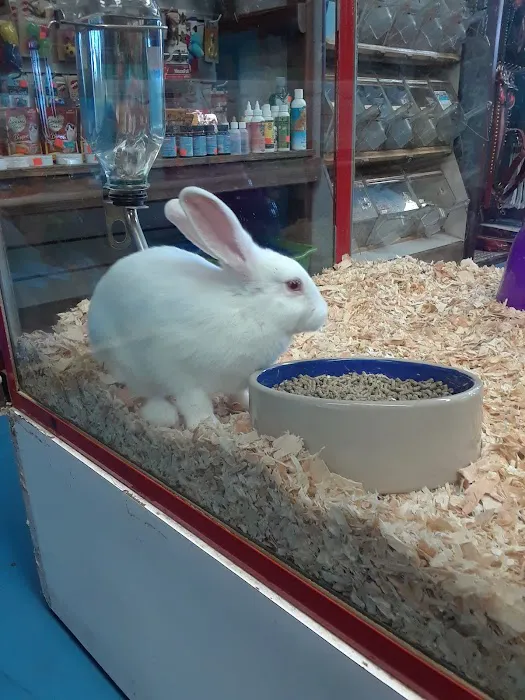 Pet Kingdom Picture 10