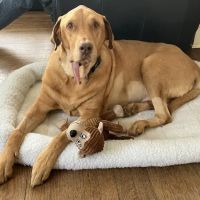 Cornell University Veterinary Specialists ico