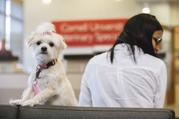 Cornell University Veterinary Specialists Picture 3