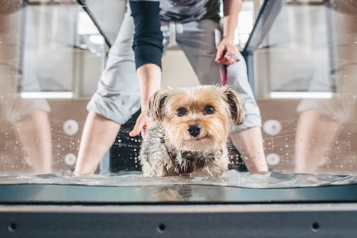 Cornell University Veterinary Specialists Picture 7