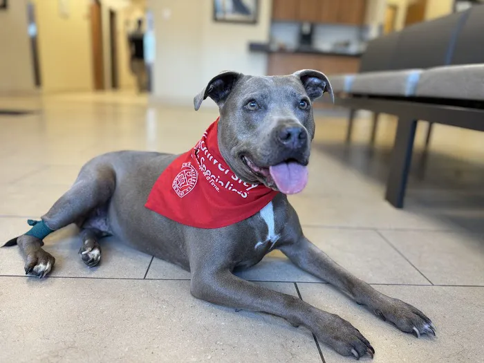 Cornell University Veterinary Specialists Picture 9
