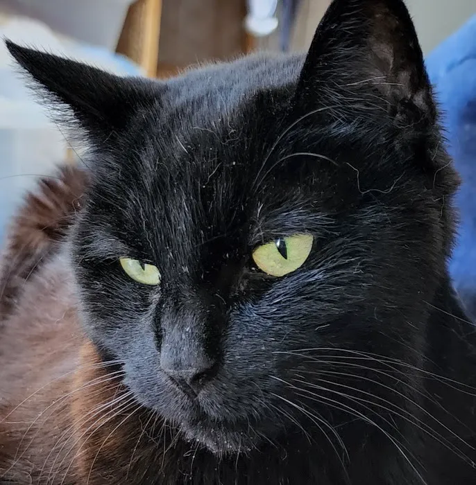 Just Cats Picture 5