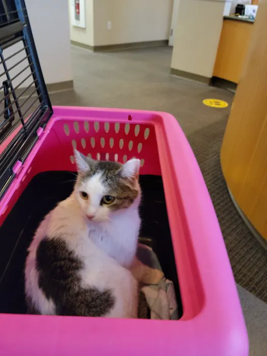 Just Cats Picture 2