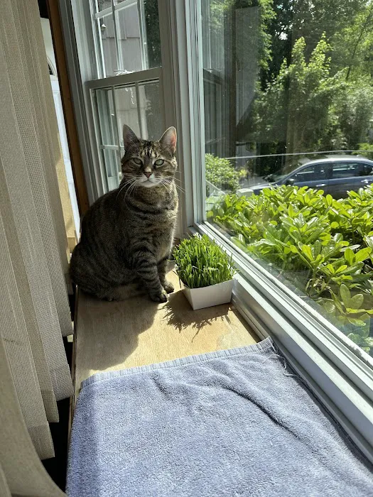 Just Cats Picture 3