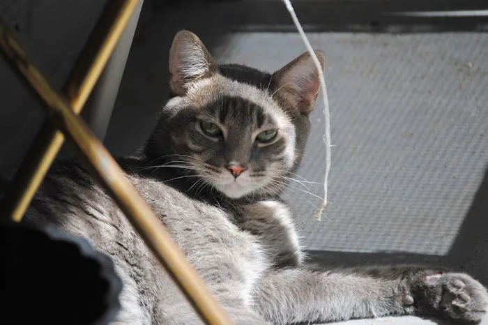 Just Cats Picture 9