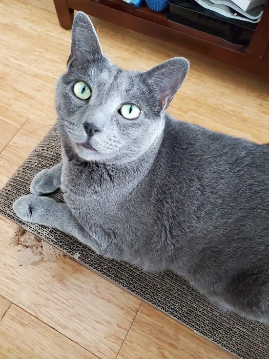 Just Cats Picture 8