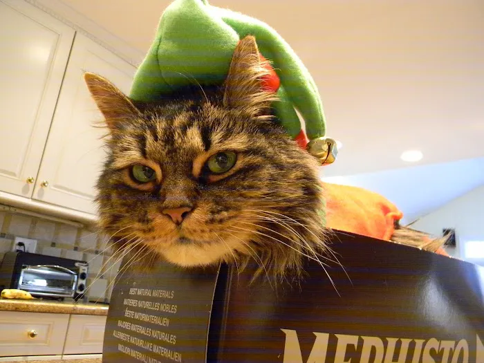 Just Cats Picture 10