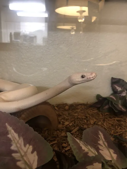 Scales 'N Tails Las Vegas #2 Picture 3