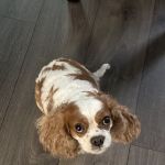 Stamford Veterinary Center