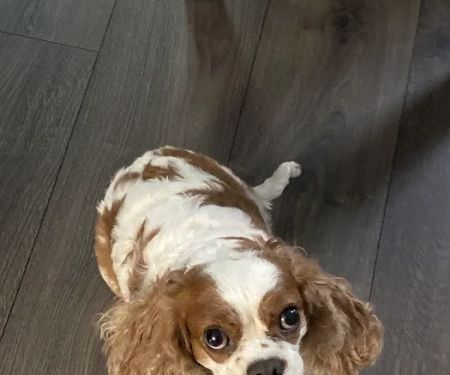Stamford Veterinary Center