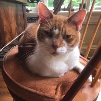 High Ridge Animal Hospital ico