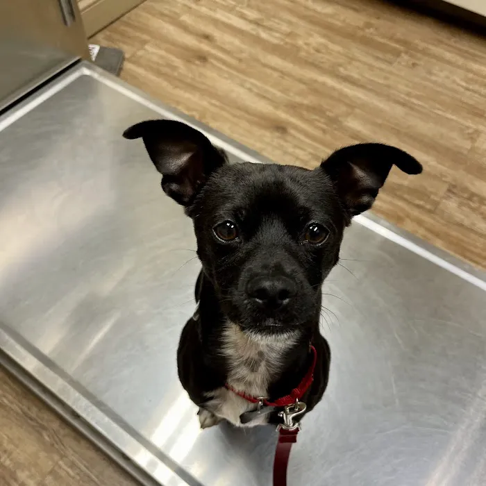 High Ridge Animal Hospital Picture 7