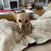 Rippowam Animal Hospital ico