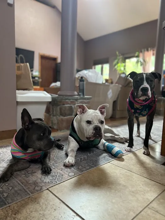 Rippowam Animal Hospital Picture 9