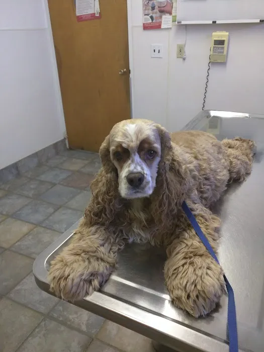 Rippowam Animal Hospital Picture 7