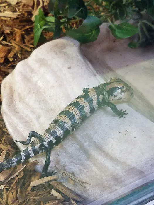 Scales 'N Tails Las Vegas Picture 9