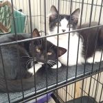 Spring Valley Animal Hospital