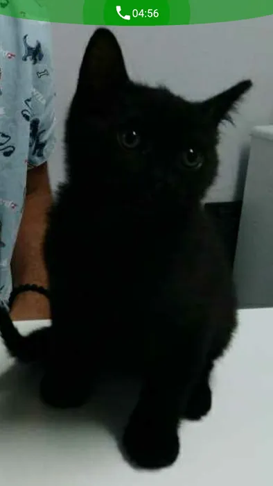 Spring Valley Animal Hospital Picture 5