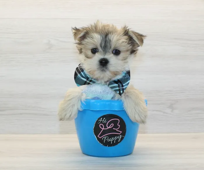 Puppy Heaven - Teacup & Toy Puppies for Sale Picture 3