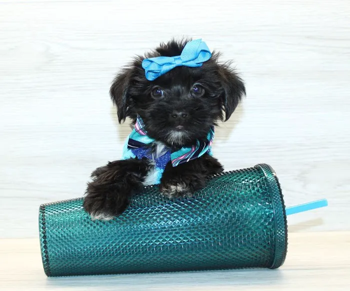 Puppy Heaven - Teacup & Toy Puppies for Sale Picture 6