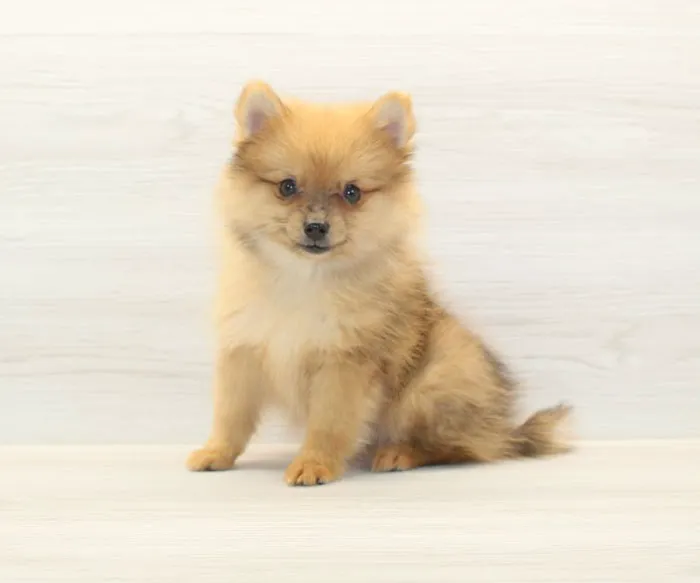 Puppy Heaven - Teacup & Toy Puppies for Sale Picture 1