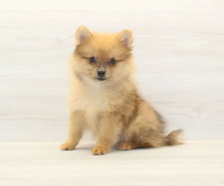 Puppy Heaven - Teacup & Toy Puppies for Sale
