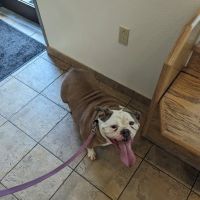 Rockland Veterinary Care - Hudson Valley ico