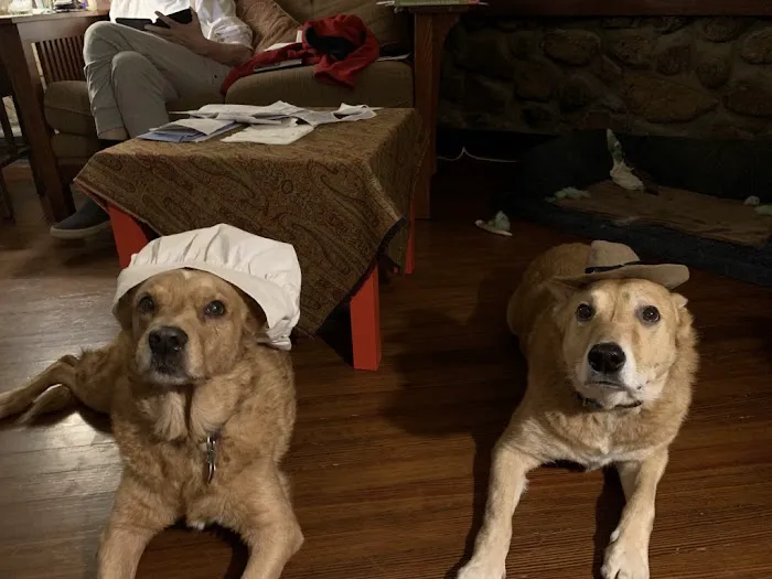 Rockland Veterinary Care - Hudson Valley Picture 8