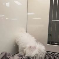 Petland Las Vegas ico