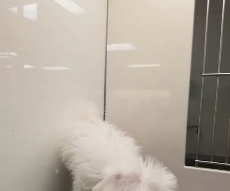 Petland Las Vegas