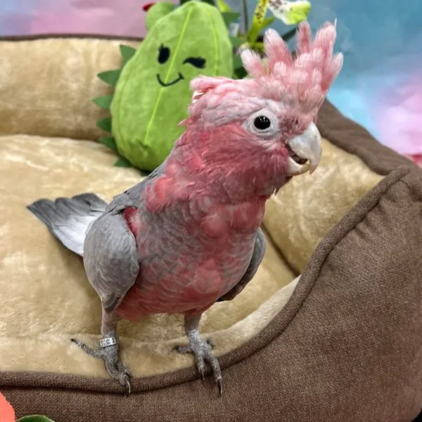 Petland Las Vegas Picture 9