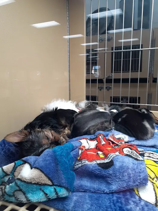 Petland Las Vegas Picture 5