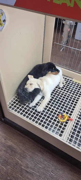 Petland Las Vegas Picture 2
